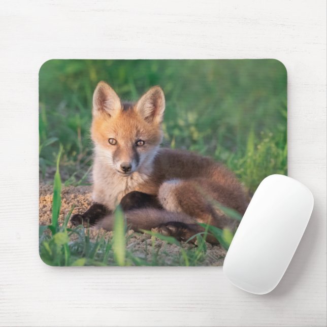 Cutest Baby djur | Red Fox Kit Relaxing Musmatta (Med mus)