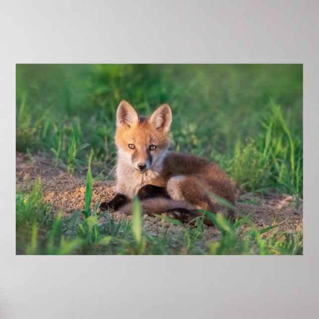 Cutest Baby djur | Red Fox Kit Relaxing Poster (Framsidan)