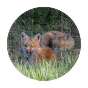 Cutest Baby djur Red Fox Kit Syskon