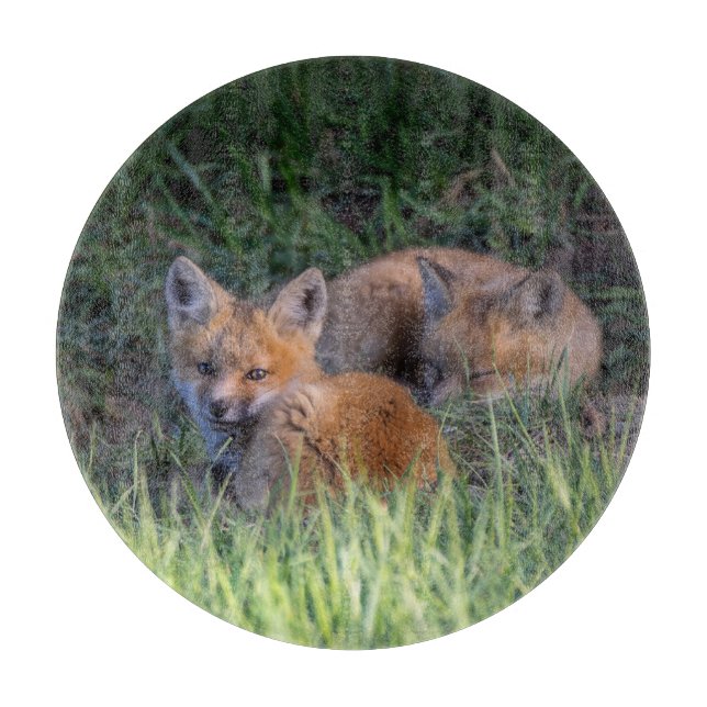 Cutest Baby djur | Red Fox Kit Syskon (Framsidan)