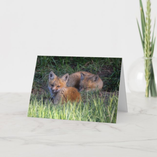 Cutest Baby djur | Red Fox Kit Syskon Kort (Framsida)