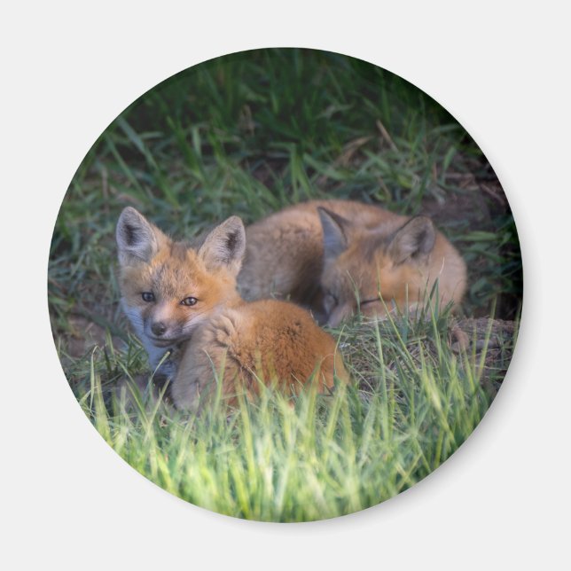 Cutest Baby djur | Red Fox Kit Syskon Magnet (Framsidan)