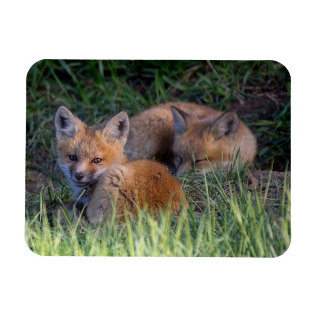 Cutest Baby djur | Red Fox Kit Syskon Magnet (Horisontell)