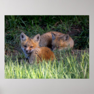 Cutest Baby djur Red Fox Kit Syskon Poster