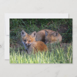 Cutest Baby djur   Red Fox Kit Syskon Tack Kort