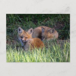 Cutest Baby djur Red Fox Kit Syskon Vykort