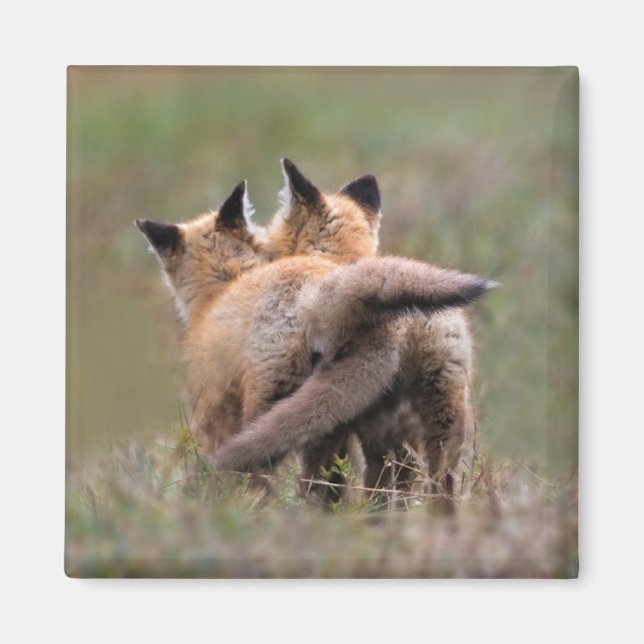 Cutest Baby djur | Red Fox Kits Locking Svan Magnet (Framsidan)