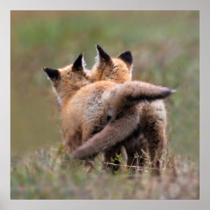 Cutest Baby djur   Red Fox Kits Locking Svan Poster