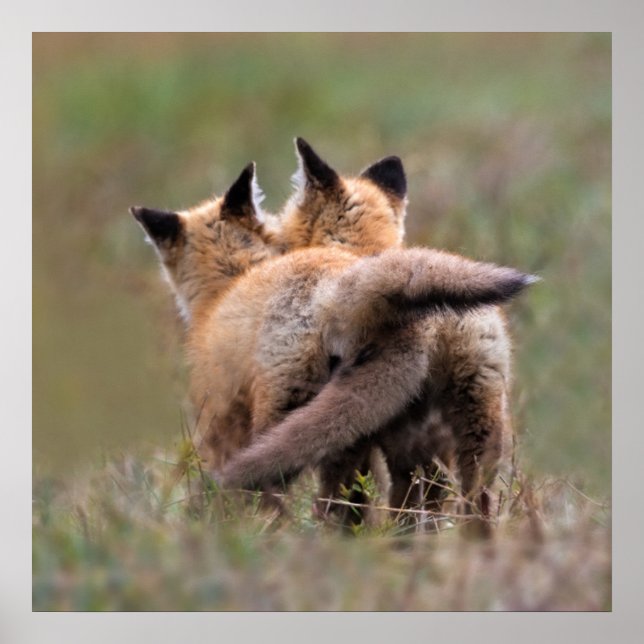 Cutest Baby djur | Red Fox Kits Locking Svan Poster (Framsidan)
