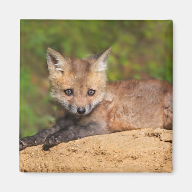 Cutest Baby djur | Red Fox-Valp Magnet (Framsidan)