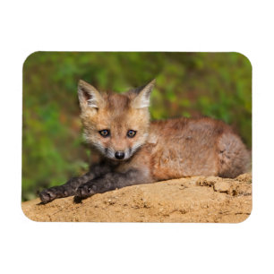 Cutest Baby djur Red Fox-Valp Magnet