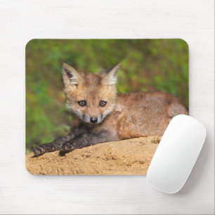 Cutest Baby djur Red Fox-Valp Musmatta
