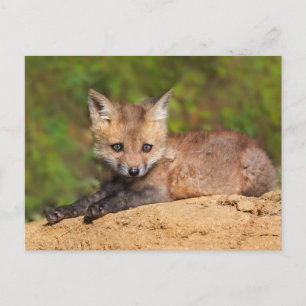 Cutest Baby djur   Red Fox-Valp Vykort