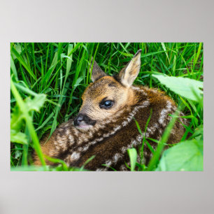 Cutest Baby djur Roe Hjort Baby Poster
