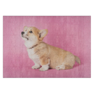 Cutest Baby djur Rosa Corgi Puppy