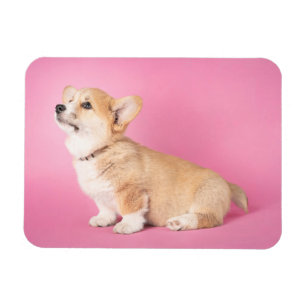 Cutest Baby djur Rosa Corgi Puppy Magnet