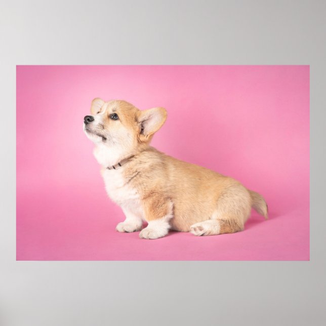 Cutest Baby djur | Rosa Corgi Puppy Poster (Framsidan)
