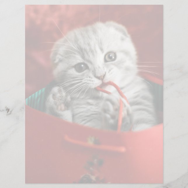 Cutest Baby djur | Scottish Fold Kitten (Framsida)