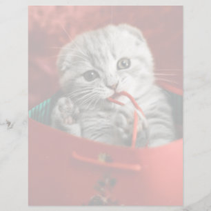 Cutest Baby djur Scottish Fold Kitten