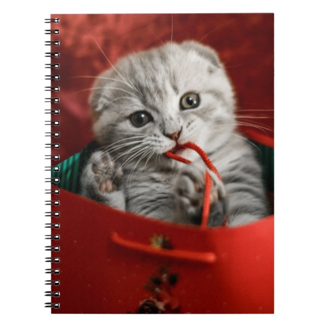 Cutest Baby djur | Scottish Fold Kitten Anteckningsbok (Framsidan)