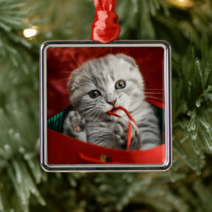 Cutest Baby djur   Scottish Fold Kitten Julgransprydnad Metall