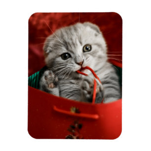 Cutest Baby djur   Scottish Fold Kitten Magnet