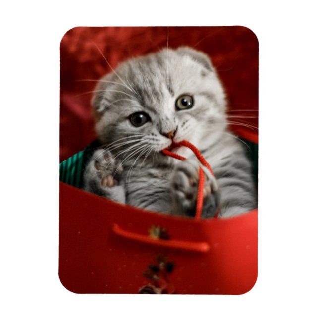 Cutest Baby djur | Scottish Fold Kitten Magnet (Vertikal)