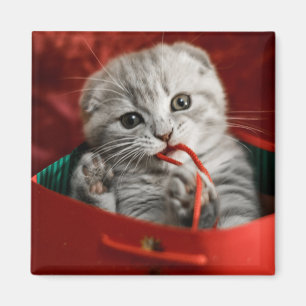 Cutest Baby djur Scottish Fold Kitten Magnet