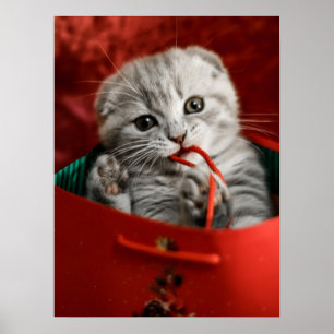 Cutest Baby djur   Scottish Fold Kitten Poster