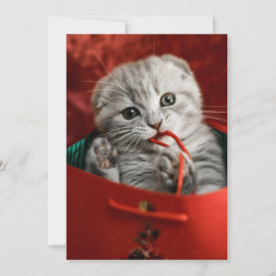 Cutest Baby djur Scottish Fold Kitten Tack Kort