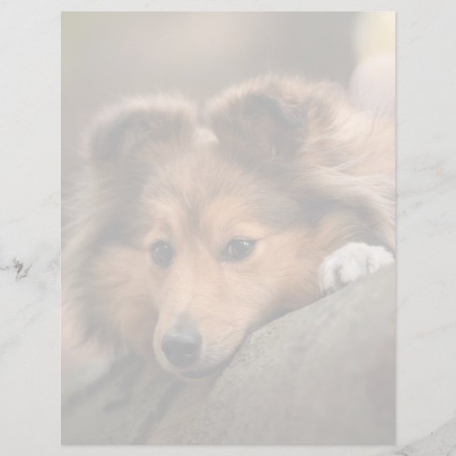 Cutest Baby djur | Shetland Sheepdog Puppy (Framsida)