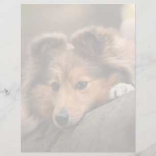 Cutest Baby djur   Shetland Sheepdog Puppy