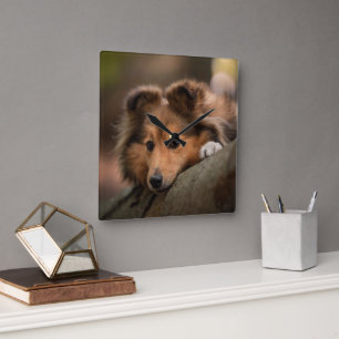 Cutest Baby djur   Shetland Sheepdog Puppy Fyrkantig Klocka