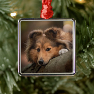 Cutest Baby djur Shetland Sheepdog Puppy Julgransprydnad Metall