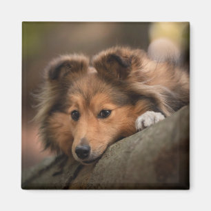 Cutest Baby djur   Shetland Sheepdog Puppy Magnet