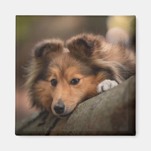Cutest Baby djur | Shetland Sheepdog Puppy Magnet (Framsidan)