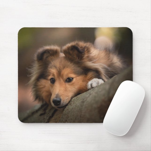 Cutest Baby djur | Shetland Sheepdog Puppy Musmatta (Med mus)