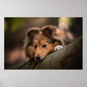 Cutest Baby djur   Shetland Sheepdog Puppy Poster