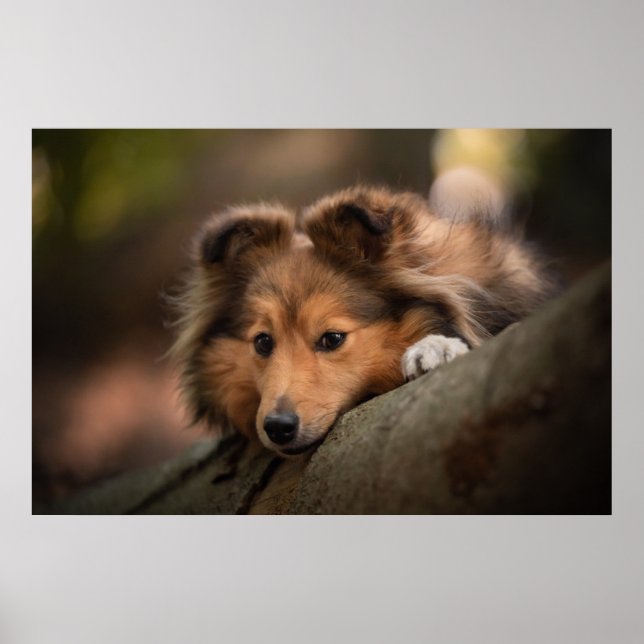 Cutest Baby djur | Shetland Sheepdog Puppy Poster (Framsidan)