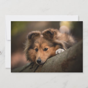 Cutest Baby djur   Shetland Sheepdog Puppy Tack Kort