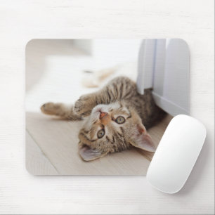 Cutest Baby djur Shorthair Tabby Kitten Musmatta