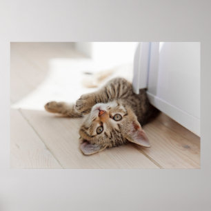 Cutest Baby djur Shorthair Tabby Kitten Poster