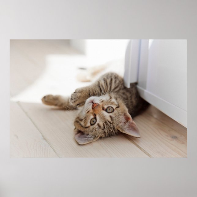 Cutest Baby djur | Shorthair Tabby Kitten Poster (Framsidan)