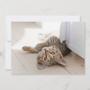 Cutest Baby djur Shorthair Tabby Kitten Tack Kort
