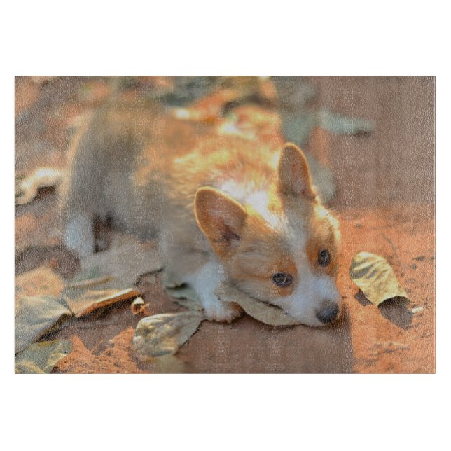 Cutest Baby djur | Shy Corgi (Framsidan)