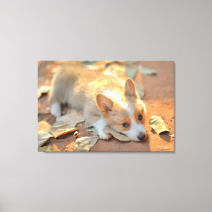 Cutest Baby djur Shy Corgi Canvastryck