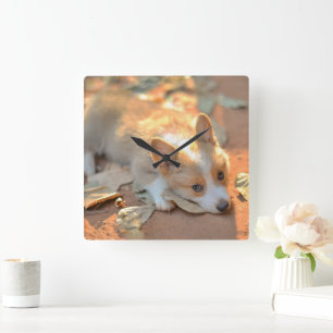 Cutest Baby djur Shy Corgi Fyrkantig Klocka