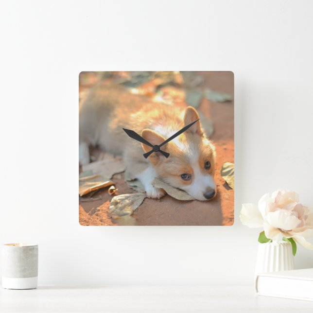 Cutest Baby djur | Shy Corgi Fyrkantig Klocka (Hem)