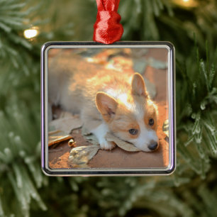 Cutest Baby djur Shy Corgi Julgransprydnad Metall