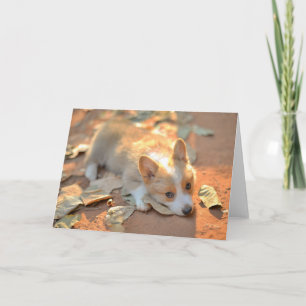 Cutest Baby djur Shy Corgi Kort